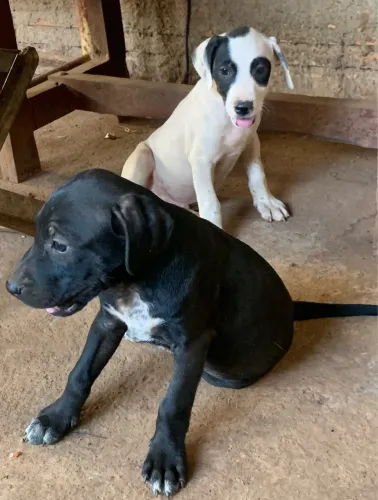 Doação de cachorros!