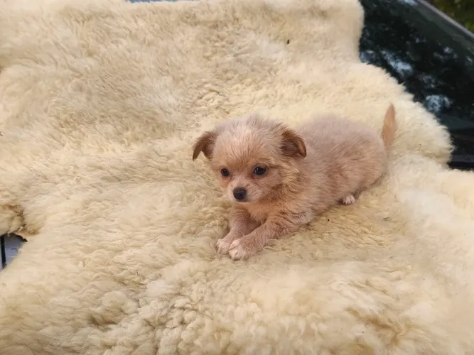 Chihuahua pelo longo