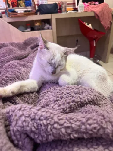 Doa-se gato macho