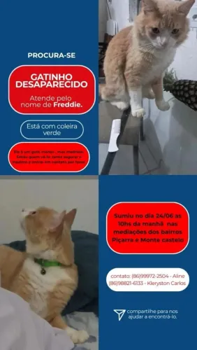 Gatinho desaparecido