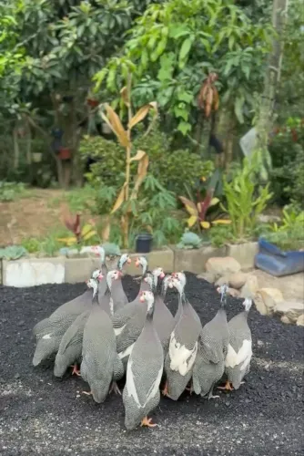 Galinha de Angola