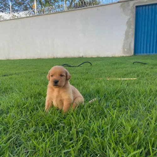 Filhote de Golden Retriever Macho