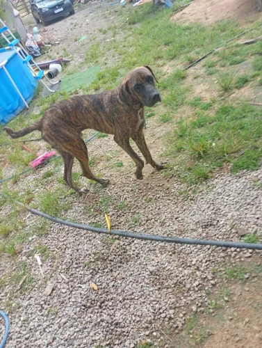 Dog alemão 