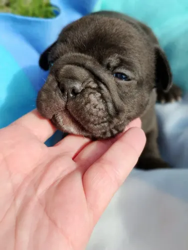 Bulldog francês machos
