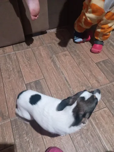 Vende-se cachorro chiuaua