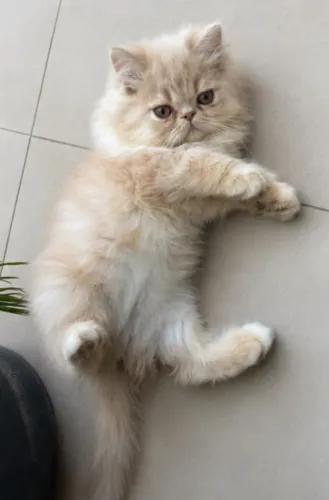 Gatinho Persa Macho Disponível 