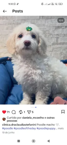 Vendo Filhote Poodle Toy Macho