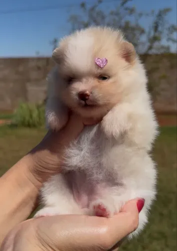 Lulu da Pomerânia Anão