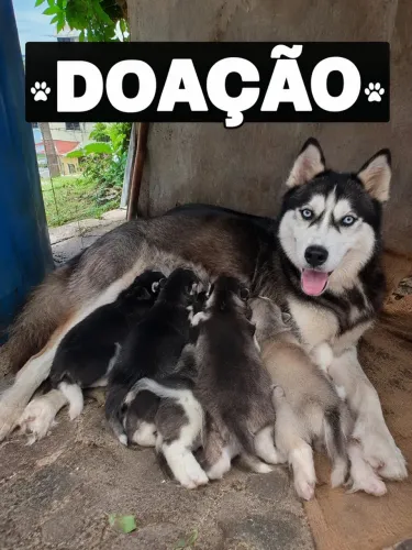 Doação filhotes Husky siberiano