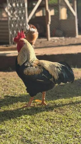 Galo GSb sertanejo balão puro saudáveis R$350,00