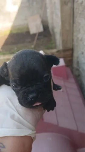 Vendo filhote de Bull Dog Francês 