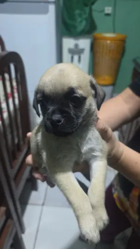 Filhote de pug 1 mes e 10 dias