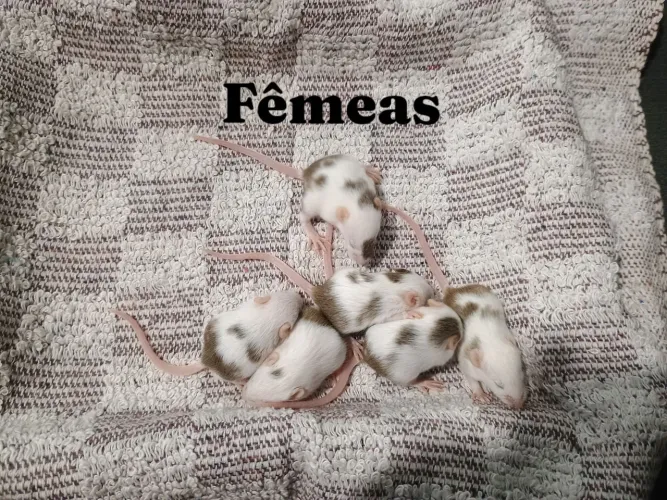 Camundongos 
