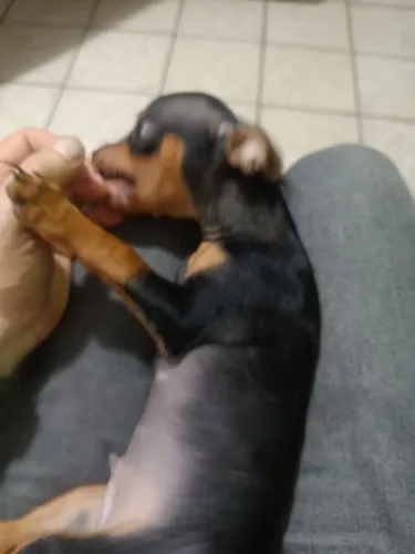 Pinscher