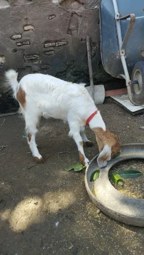 Cabra