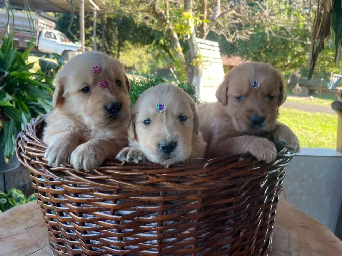 Golden Retriever fêmea disponível na promoção $2.200,00