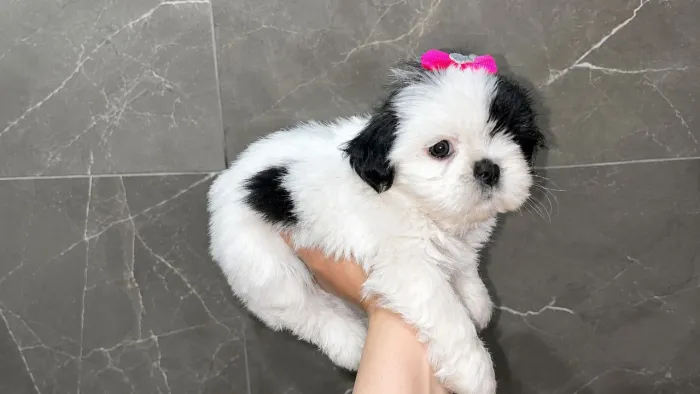Shih Tzu filhote fêmea