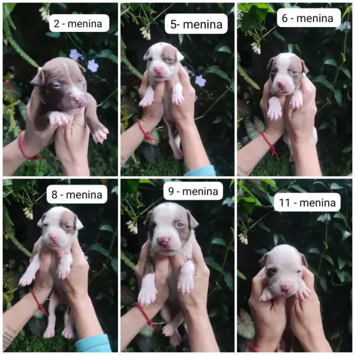 11 filhotes de American bully standart lilak e marrom