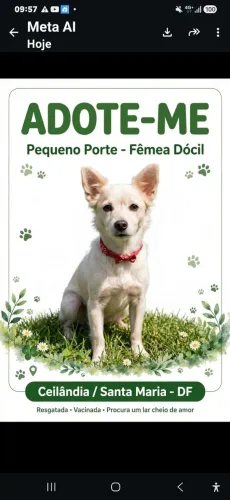 Cachorro para adocao.