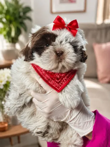 Princesa filhote de Shih tzu femea linhagem chocolate 