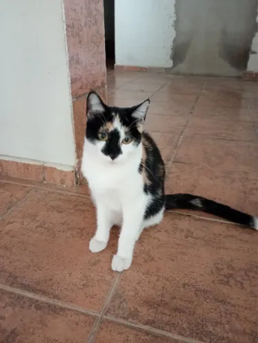 Gatas para doação 