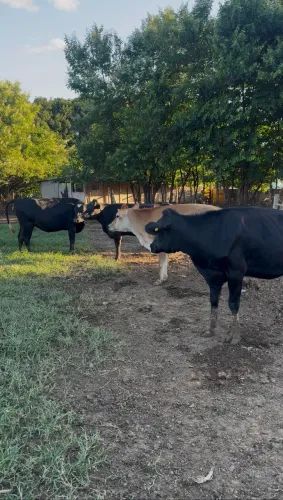 Vendo:NOVILHAS 100% Inseminadas