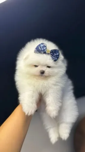 Filhotes Spitz Alemão - Lulu da Pomerânia Uma fofura!