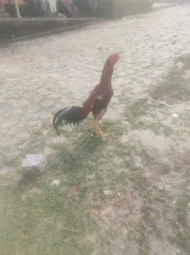Galo de raça