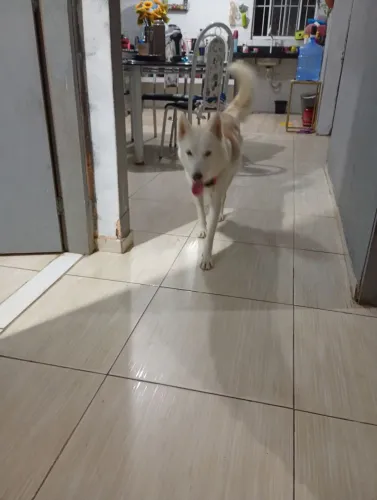 Fêmea Husky de 1 ano