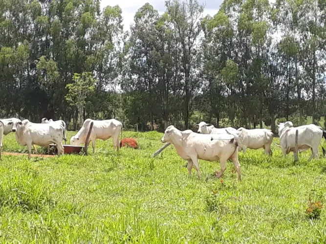 FAZENDINHA com Casa inacabada e lagoa, R$135.000,00 mais parcelas