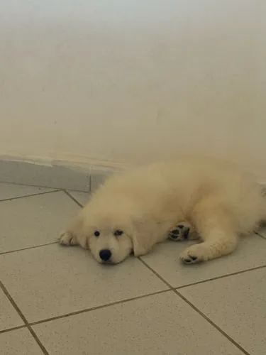 Cachorro lindo e com vacinas