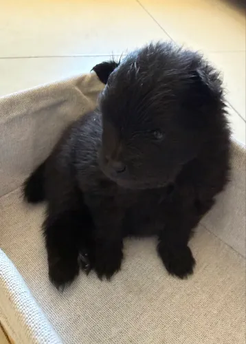 Spitz Alemão Anão