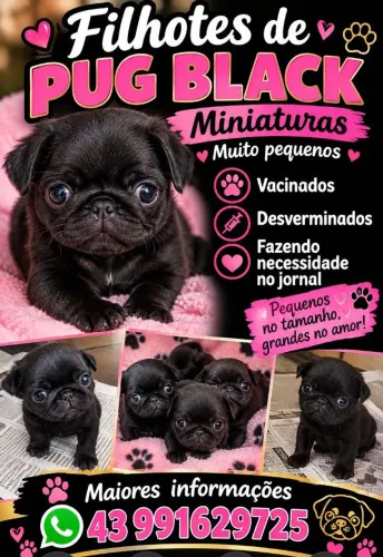 Pug Black Miniaturas 