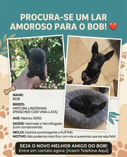 Doação de cachorro pinscher com mistura