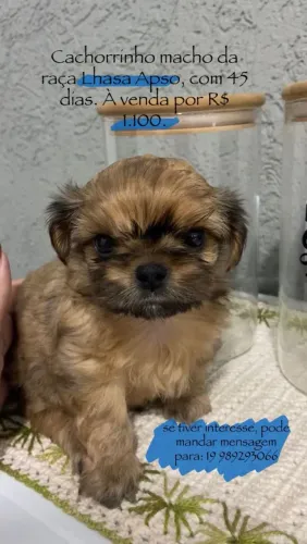 Pet macho