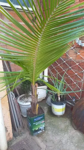 Vendo