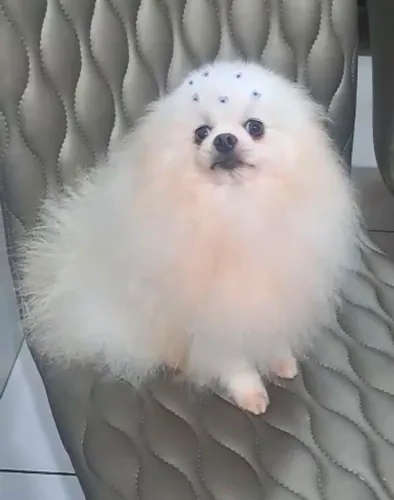  Lulu da Pomerânia Anão MACHO Spitz alemão 