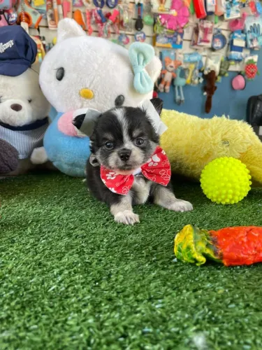 Chihuahua macho mini disponível