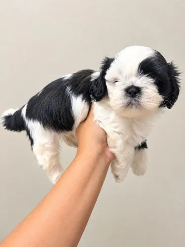 Shih tzu filhote (machos)