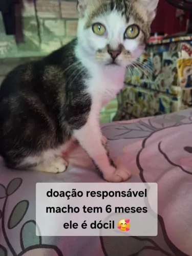 Adoção responsável