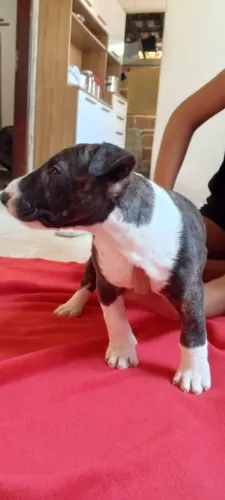 Filhote Bull terrier inglês fêmea