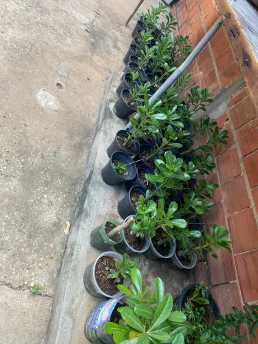 Vendo rosas do deserto