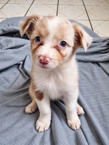 Border Collie Fêmea - Vermelho Australiano Merle - 2 Meses