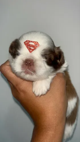 Shih tzu macho 