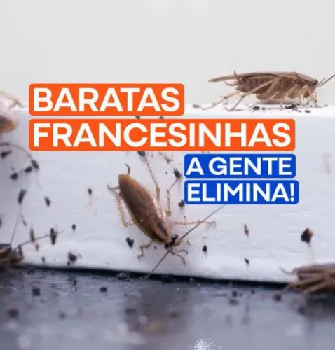 Dedetização sem cheiro e sem riscos que elimina baratas e o foco da infestação de vez 