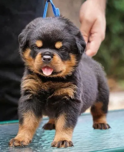 Rottweiler Seu próximo abraço favorito pode ter pelos