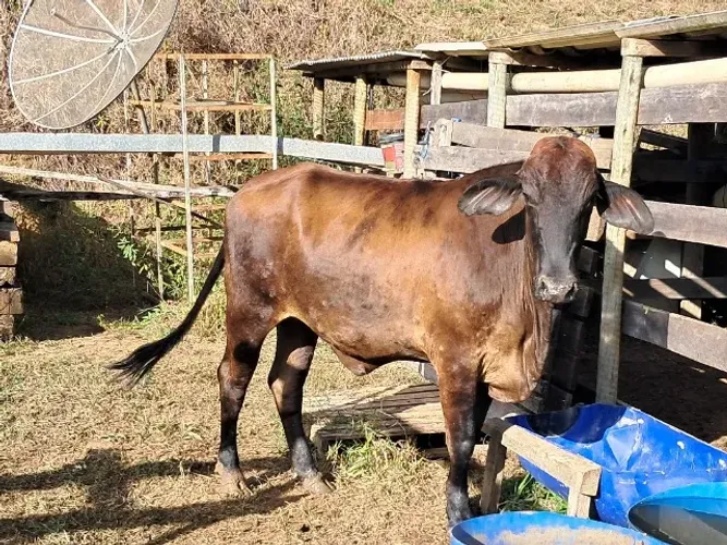 Novilha