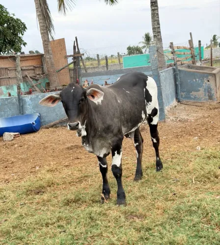 Garrote Nelore pintado lindo de qualidade 