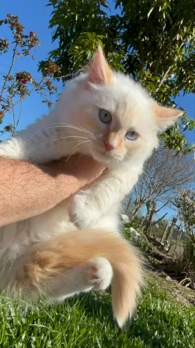 Filhotes de gato Ragdol