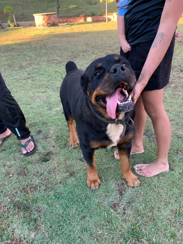 Macho rottweiler a procura de fêmea 